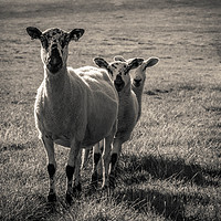 Buy canvas prints of Three Sheep by Neal P