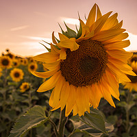 Buy canvas prints of Sunflower by Neal P