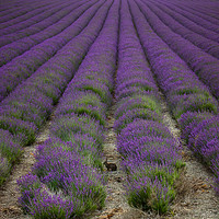 Buy canvas prints of Lepus & Lavender by Neal P