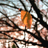 Buy canvas prints of The lone leaf by Caroline Opacic