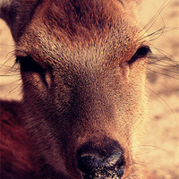 Buy canvas prints of Deer approaching the camera by Zsolt Lokodi