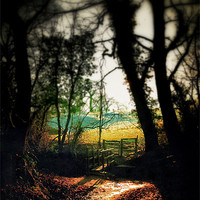 Buy canvas prints of Autumn woods by Rachael Hood