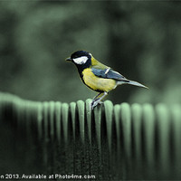 Buy canvas prints of Grey Great Tit by Rachael Hood