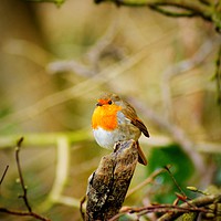 Buy canvas prints of Autumnal robin by Rachael Hood