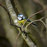 Buy canvas prints of Curious Blue Tit by Rachael Hood