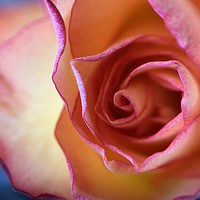 Buy canvas prints of Vibrant Rose by Rachael Hood
