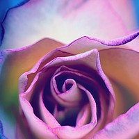 Buy canvas prints of Rainbow Rose by Rachael Hood