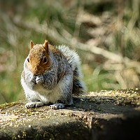 Buy canvas prints of Curious Squirrel by Rachael Hood