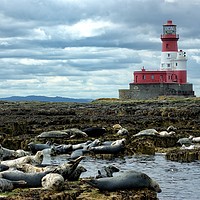 Buy canvas prints of Lazy by the lighthouse by Rachael Hood