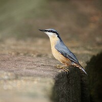 Buy canvas prints of Nuthatch at stance by Rachael Hood