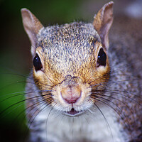 Buy canvas prints of Nosey squirrel  by Rachael Hood
