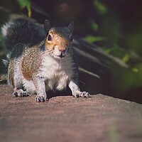 Buy canvas prints of Startled Squirrel  by Rachael Hood