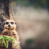 Buy canvas prints of Peeping meerkat  by Rachael Hood