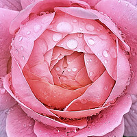 Buy canvas prints of Flower droplets  by Rachael Hood