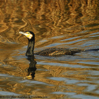 Buy canvas prints of Cormorant by Keith Cooper
