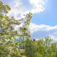 Buy canvas prints of Lovely Spring Blossoms by Andrew Middleton