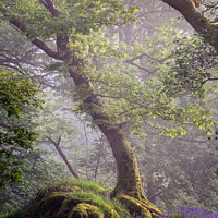 Buy canvas prints of The Oak Tree and the Rock by John Dunbar