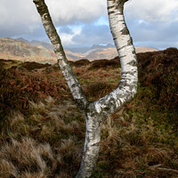 Buy canvas prints of Silver on the Fell by John Dunbar