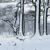 Buy canvas prints of Snowy Side of Winter by John Dunbar