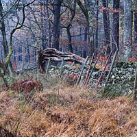 Buy canvas prints of The Deer Fence by John Dunbar