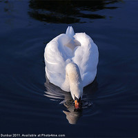Buy canvas prints of Peaceful White Swan by John Dunbar