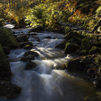 Buy canvas prints of Autumn on Wyming Brook I by John Dunbar