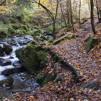 Buy canvas prints of Autumn on Wyming Brook Trail by John Dunbar