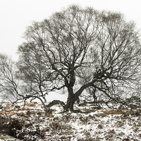 Buy canvas prints of Surrounded by Winter by John Dunbar