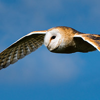 Buy canvas prints of Barn Owl in Flight by John Dunbar