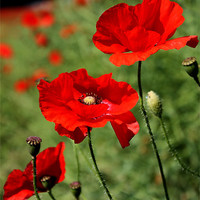 Buy canvas prints of Poppies by Phil Clements