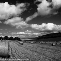 Buy canvas prints of Sussex Harvest Field by Phil Clements