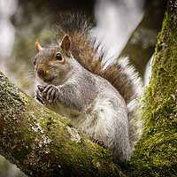 Buy canvas prints of Grey Squirrel on a Tree Branch by Phil Clements