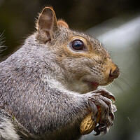 Buy canvas prints of Grey Squirrel Close Up by Phil Clements