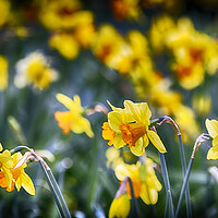 Buy canvas prints of Yellow Daffodils by Phil Clements