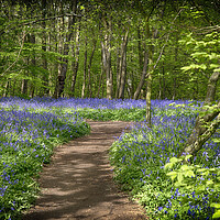 Buy canvas prints of Bluebell Woods by Phil Clements