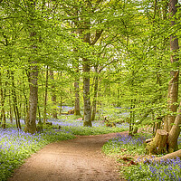 Buy canvas prints of Bluebell Woods by Phil Clements