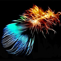 Buy canvas prints of Abstract Peacock Feather by Phil Clements