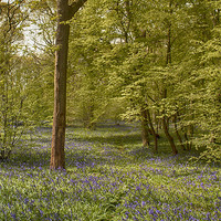 Buy canvas prints of Bluebell Glade by Phil Clements