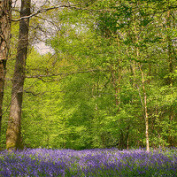 Buy canvas prints of Bluebell Wood by Phil Clements