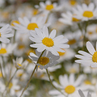Buy canvas prints of Daisies by Phil Clements