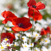 Buy canvas prints of Poppies and Daisies by Phil Clements