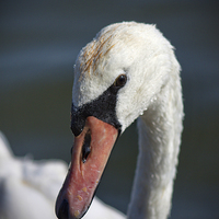 Buy canvas prints of Me? A Swan? by Phil Clements