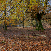 Buy canvas prints of Autumn Forest by Phil Clements