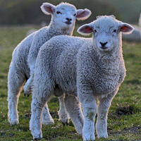 Buy canvas prints of Lambs by Phil Clements