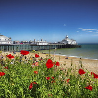 Buy canvas prints of Eastbourne Pier and poppies by Phil Clements