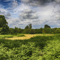 Buy canvas prints of Knole Park by Phil Clements