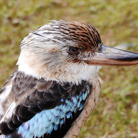Buy canvas prints of  Blue Winged Kookaburra by Phil Clements