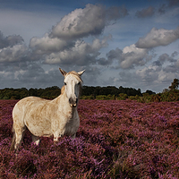 Buy canvas prints of  New Forest Pony by Phil Clements