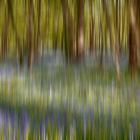 Buy canvas prints of  Bluebell Blur by Phil Clements