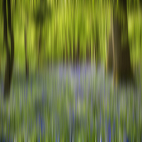 Buy canvas prints of Bluebell Blur by Phil Clements